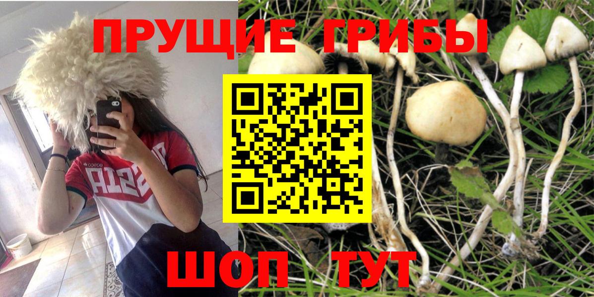 Псилоцибиновые грибы Psilocybe Дзержинский